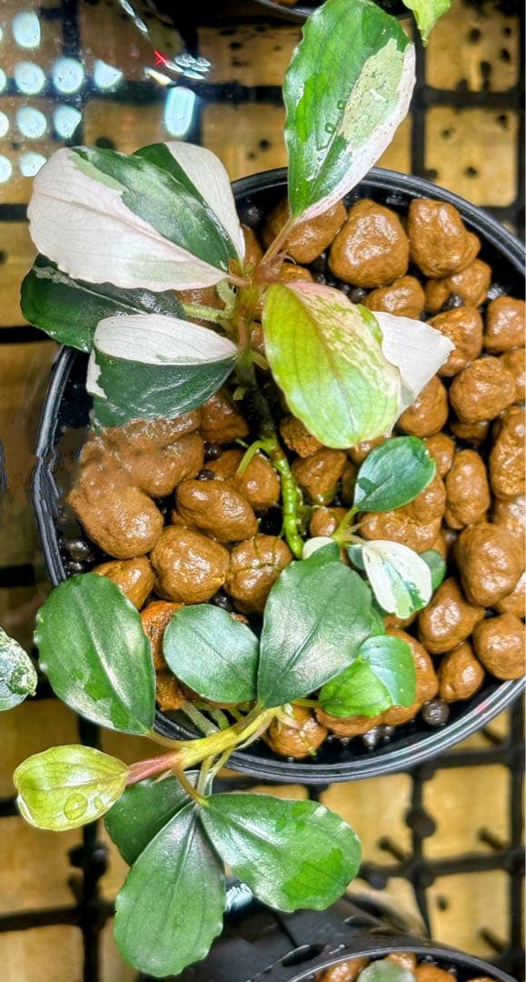 Bucephalandra sp. Variegata②