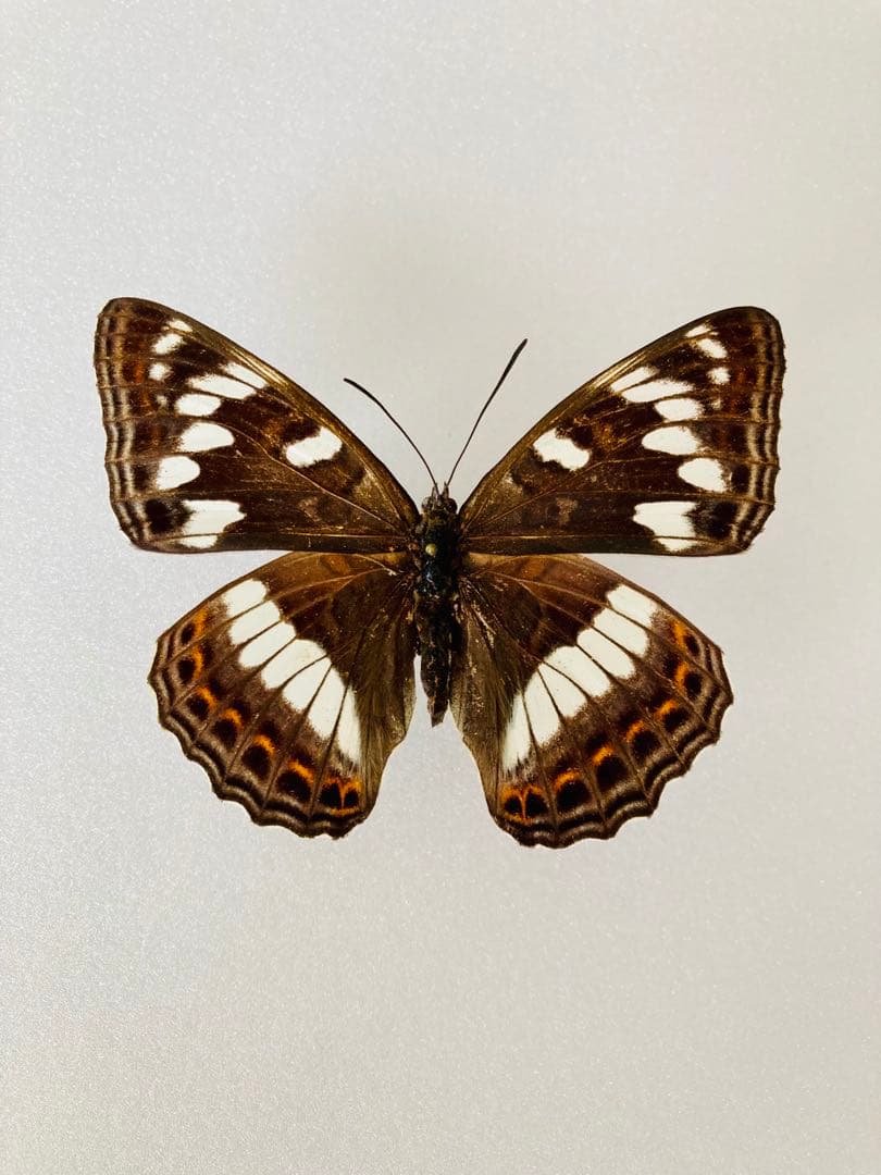 【6頭セット】オオイチモンジ（6メス・北海道産）