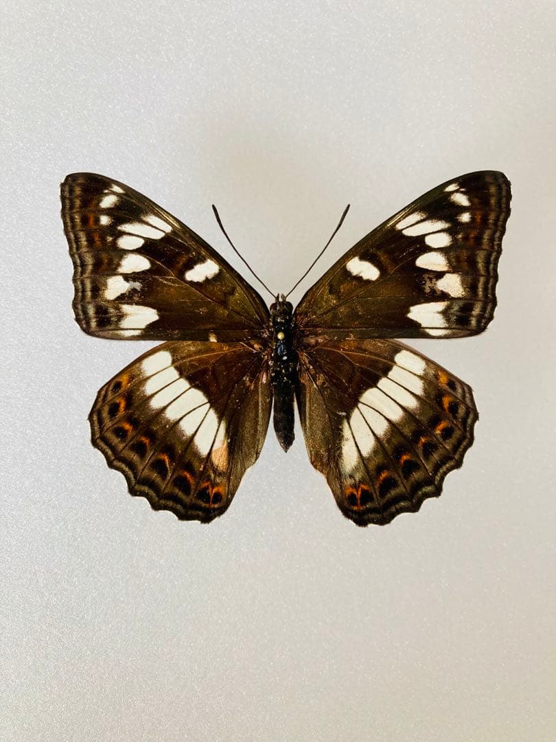 【6頭セット】オオイチモンジ（6メス・北海道産）