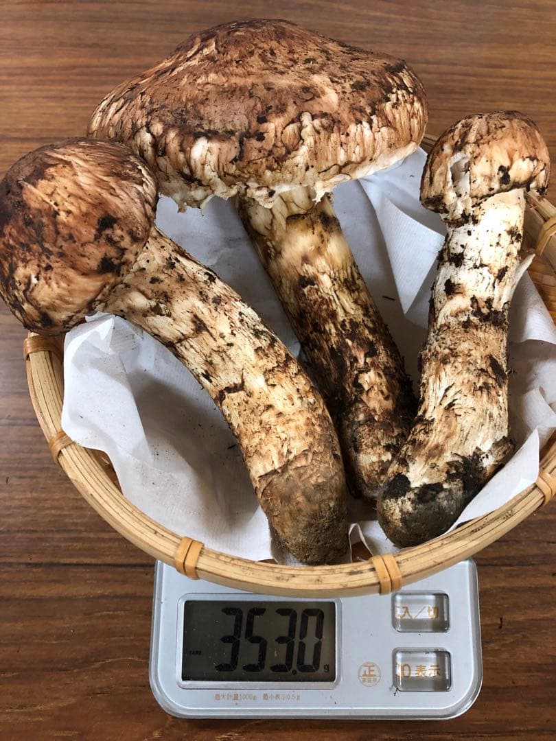 岩手県産　訳あり天然松茸（353g）③