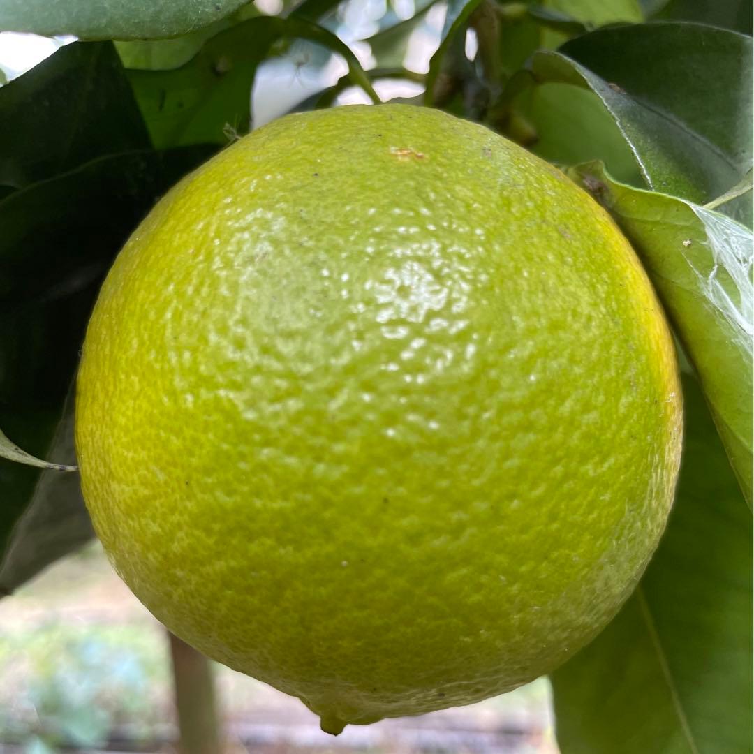 3国産ベルガモットオレンジ果実香りが強い露地栽培約9kg 【A品（B品含む）】