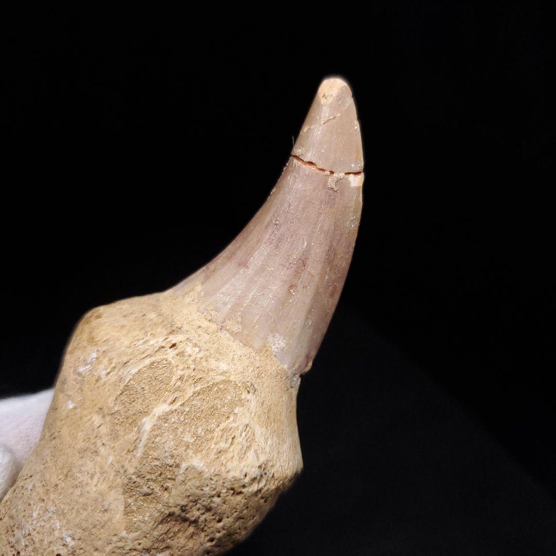 歯根付き モササウルス 化石 歯 本物 モロッコ産 93.99mm mos133