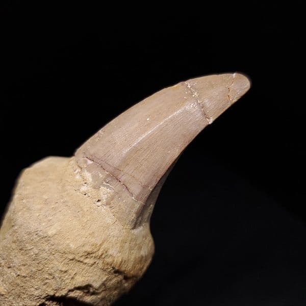 歯根付き モササウルス 化石 歯 本物 モロッコ産 93.99mm mos133