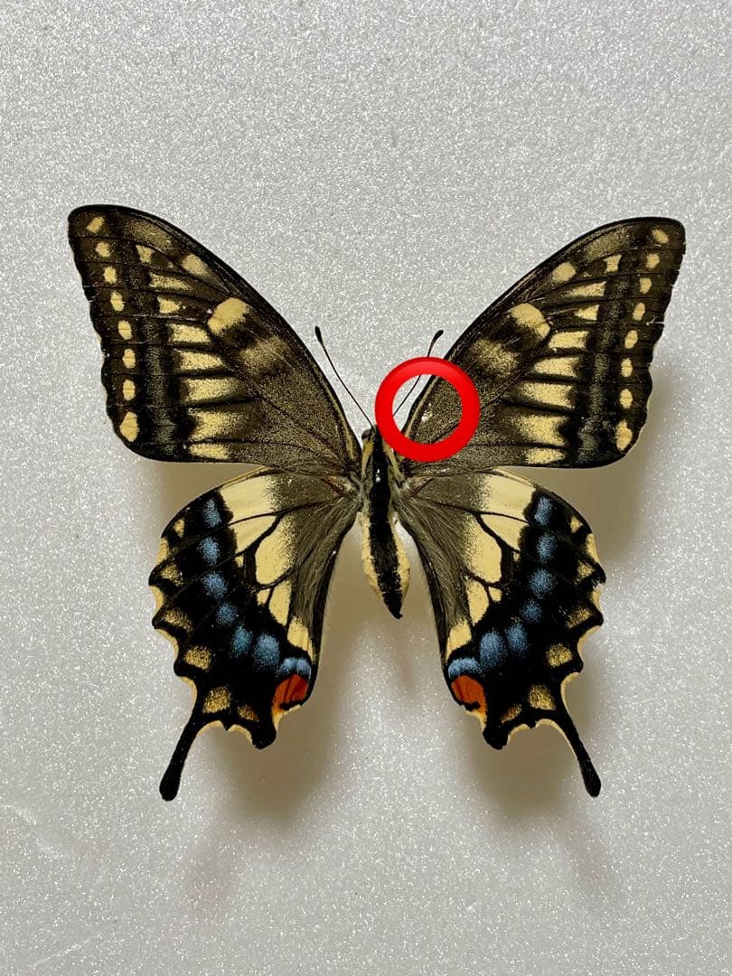 【3頭セット】キアゲハ、ポリタマスアオジャコウ、パピリオアレクサノール