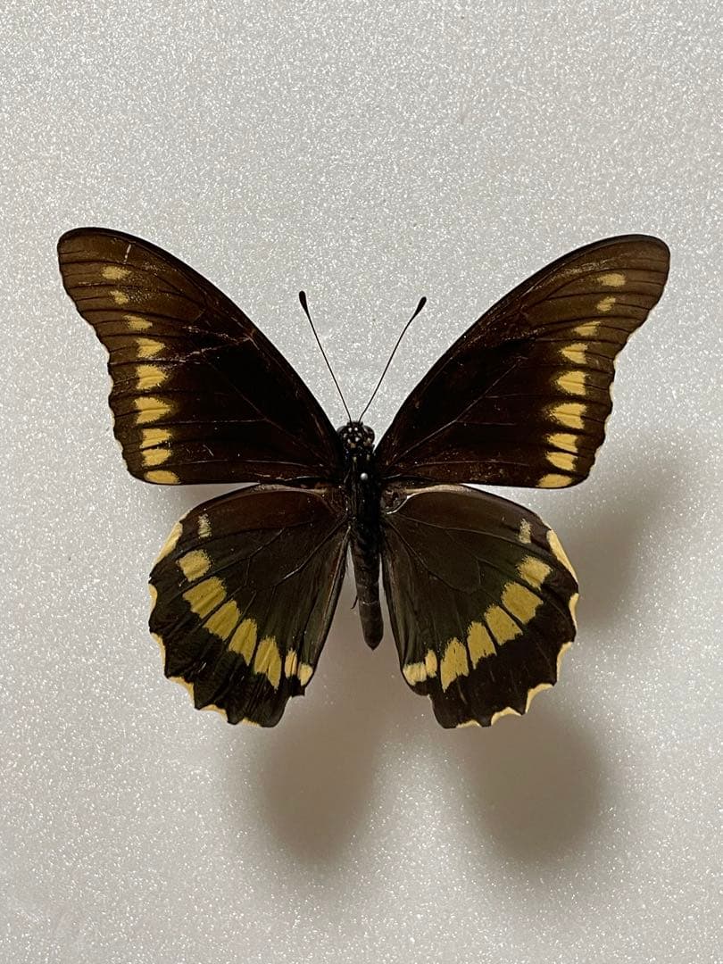 【3頭セット】キアゲハ、ポリタマスアオジャコウ、パピリオアレクサノール