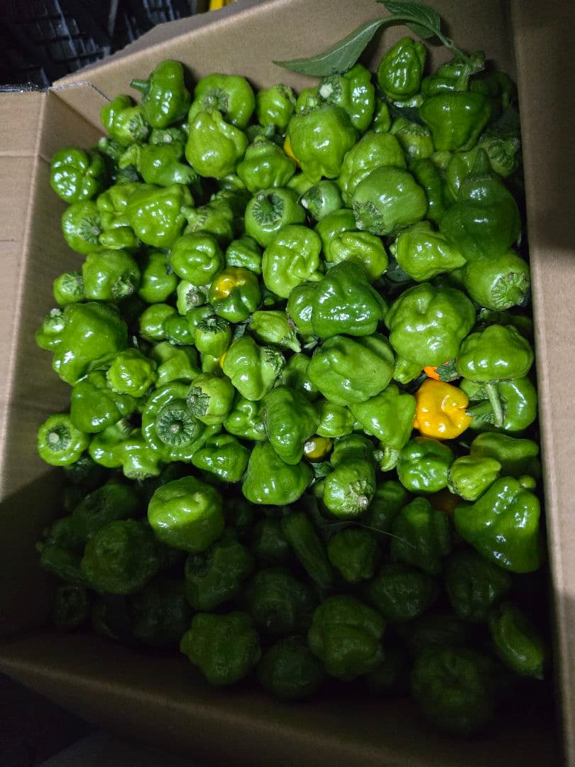 スコッチボネット3kg