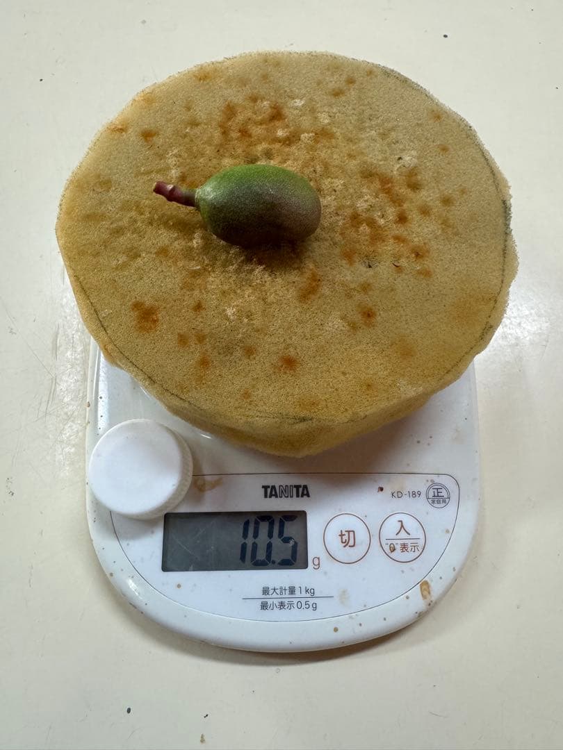 摘果マンゴー 6kg 10~57g