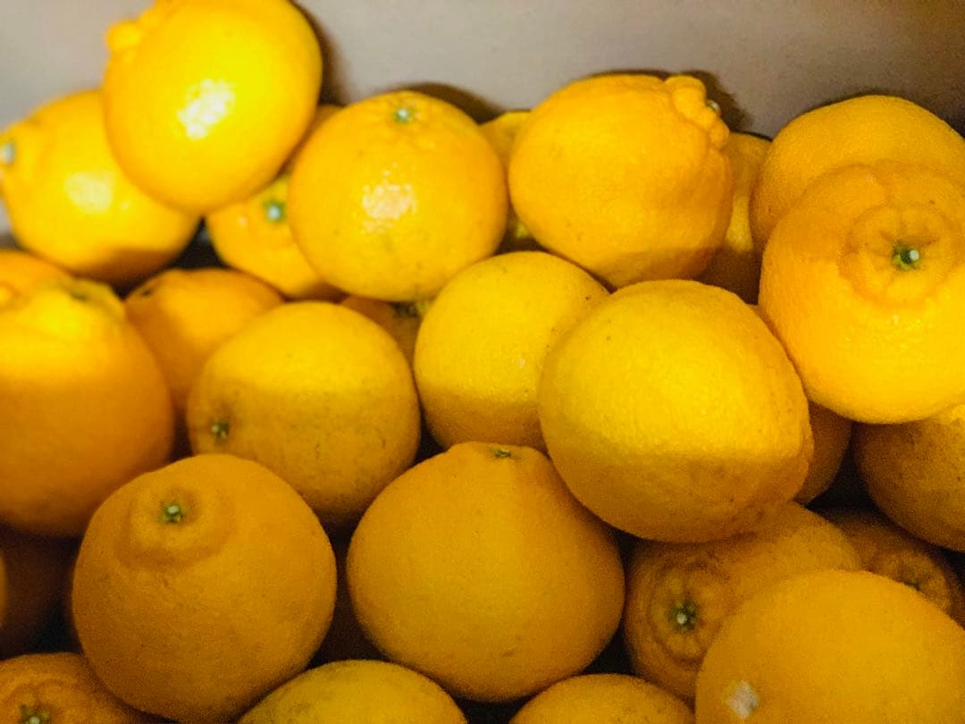 初物！デコポン　不知火　みかん　40kg 中〜大サイズ　肥の豊