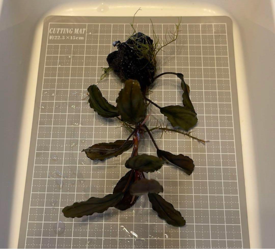 ブセファランドラsp.Blackghost 大株【完全水中葉】