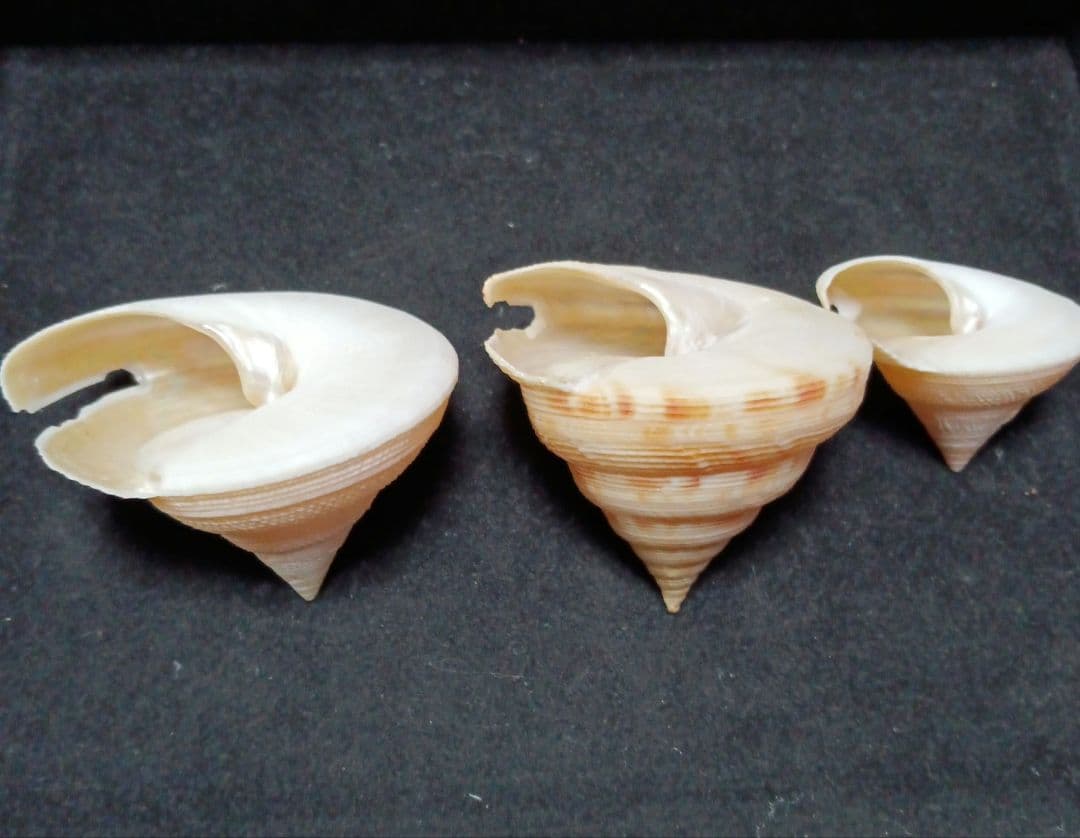 貝殻標本　オキナエビス　の仲間