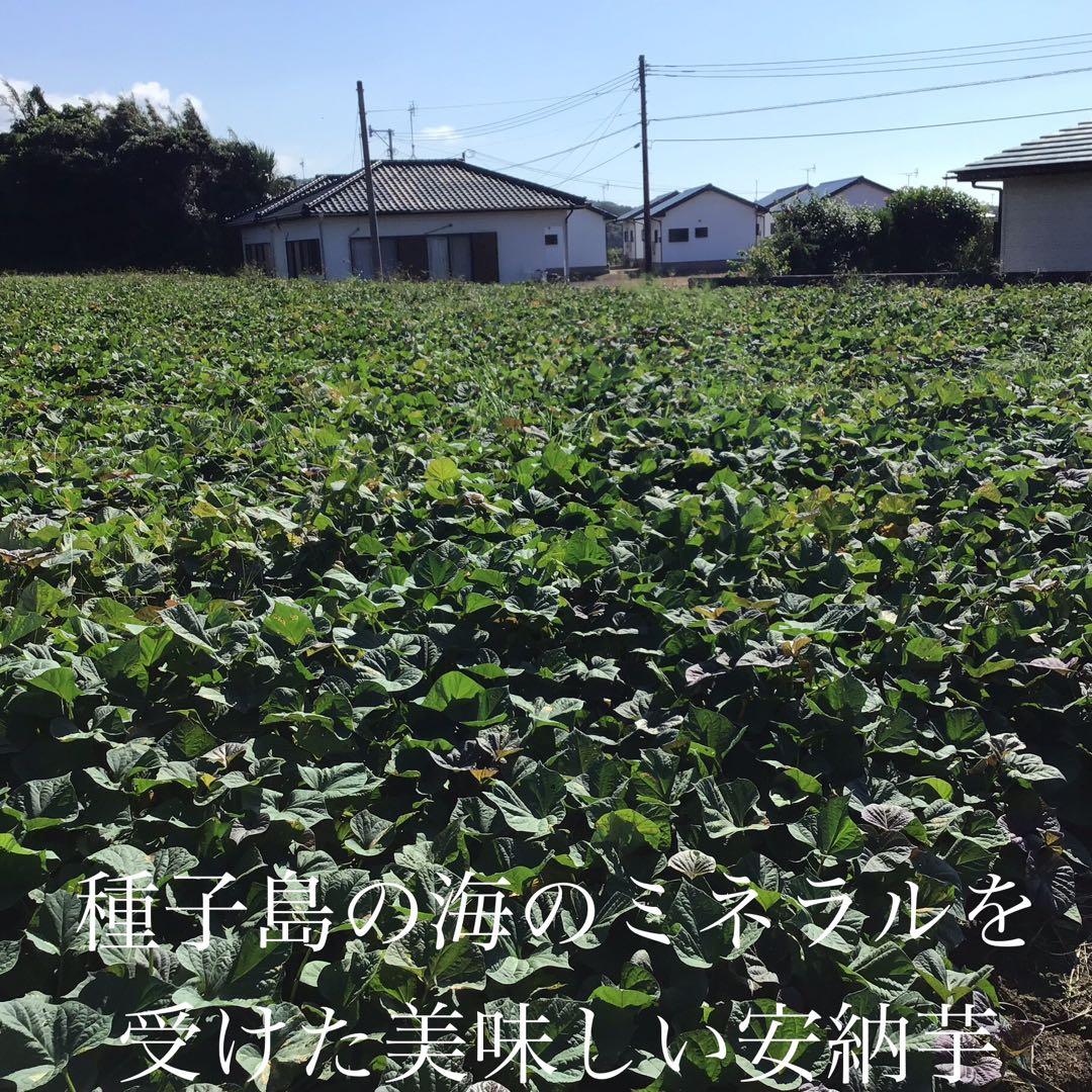 種子島産安納芋プチサイズどんと20kgさつまいもの王道 焼き芋におやつ#21