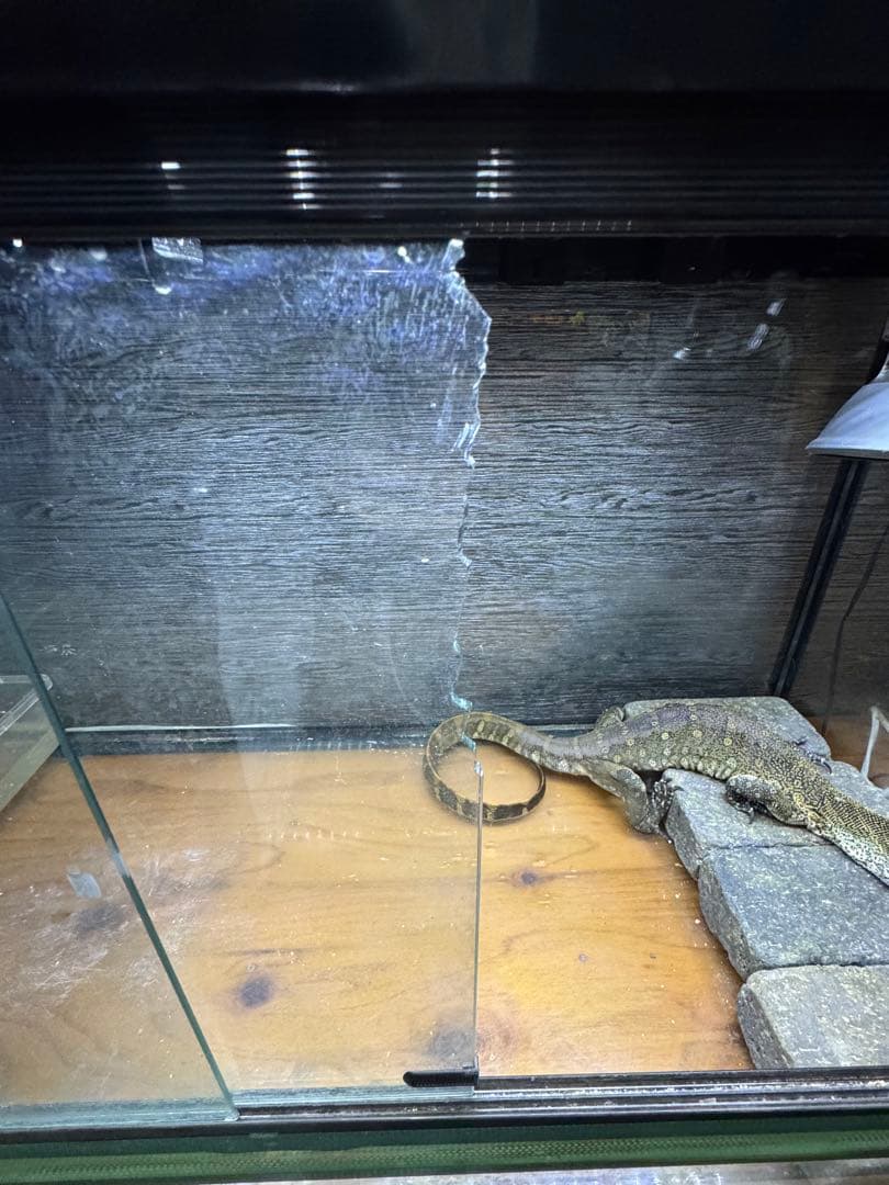 REPRO 1260 飼育ケージセット　ガラス製