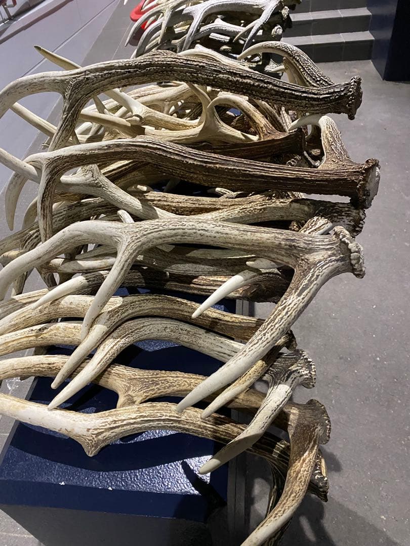 蝦夷鹿の角　58本分　ハネ品7本分無料