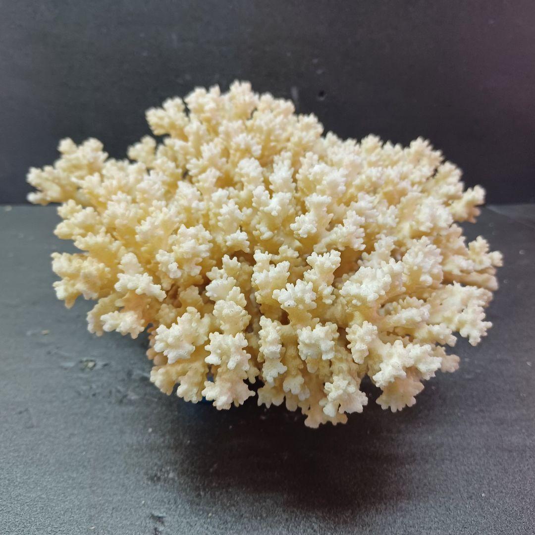 MURANO Salviati ムラノ サルヴィアッティ 4色 ボール 大皿