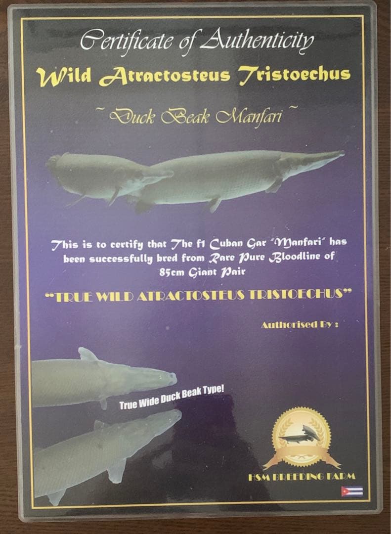 マンファリ　証明書　ガーパイク　ガー