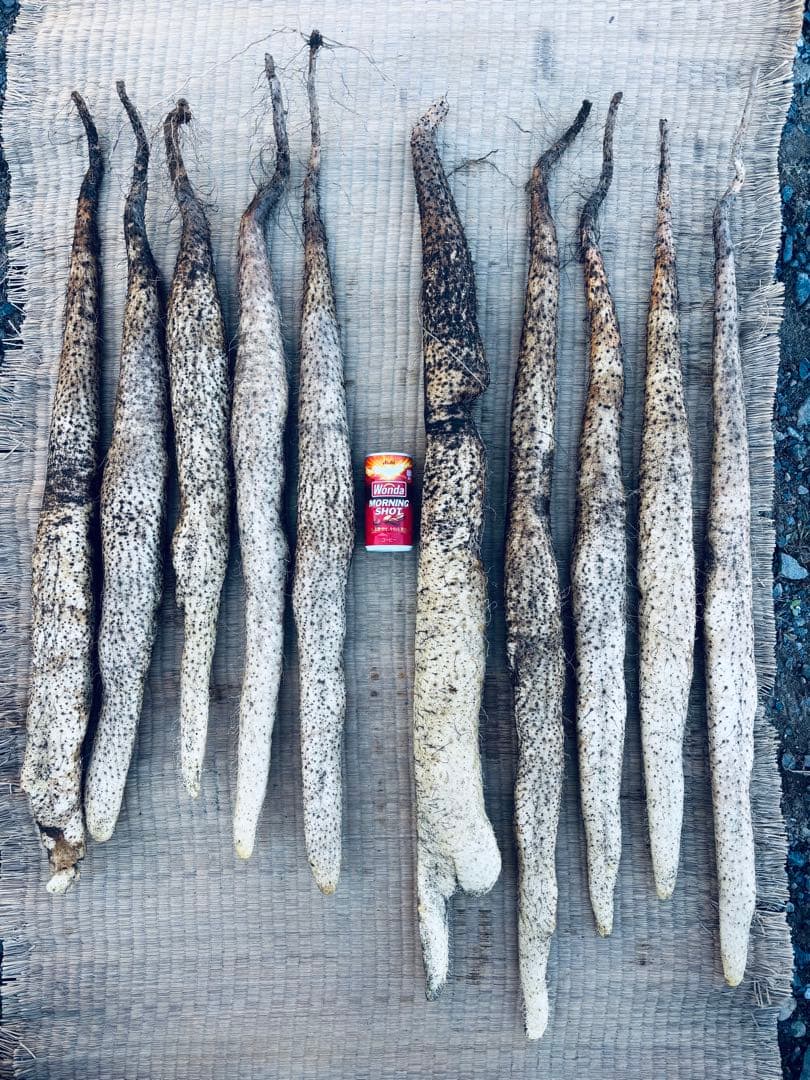 栃木県産自然薯 20kg 真空パック