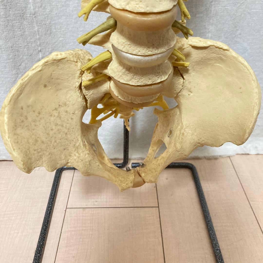TomoP様　脊柱骨格模型　人体　接骨院カイロプラクティック　スタンド付き