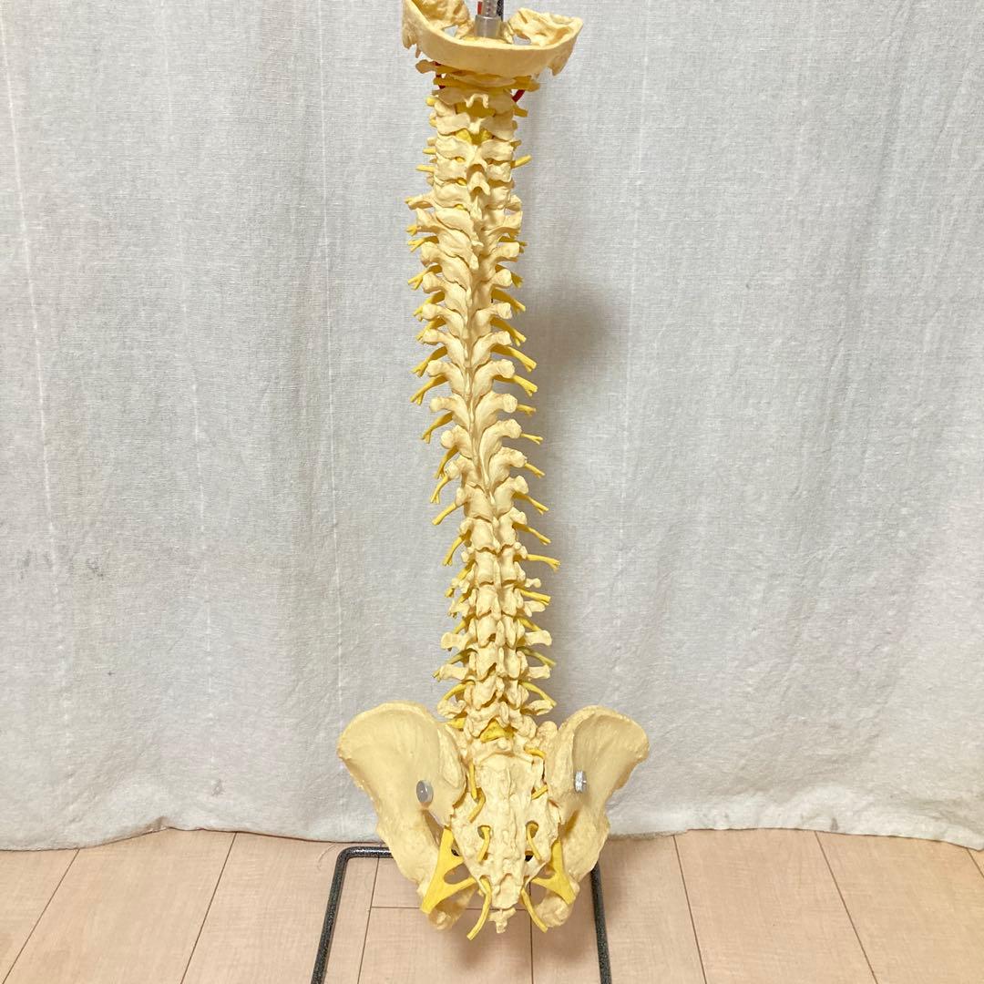 TomoP様　脊柱骨格模型　人体　接骨院カイロプラクティック　スタンド付き