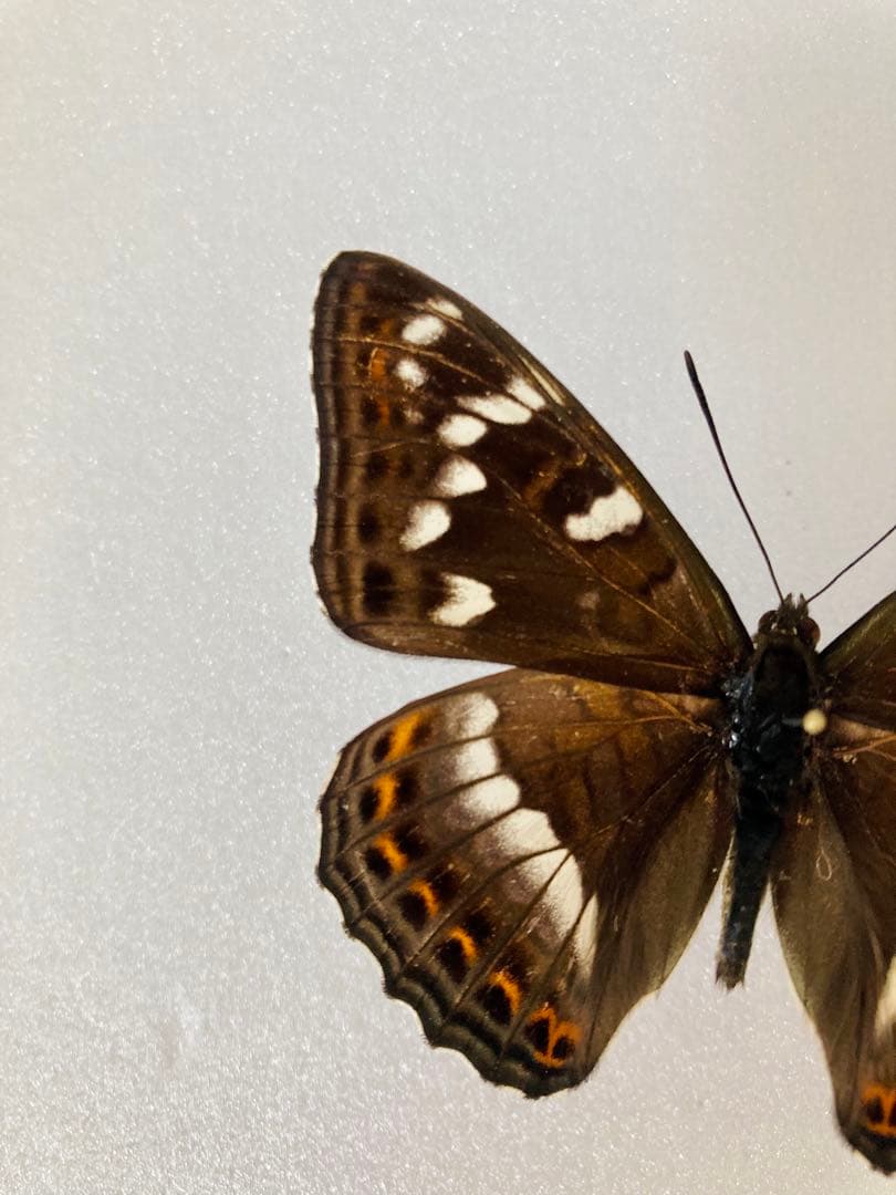 【大型85mm】オオイチモンジ（1ペア・北海道産）