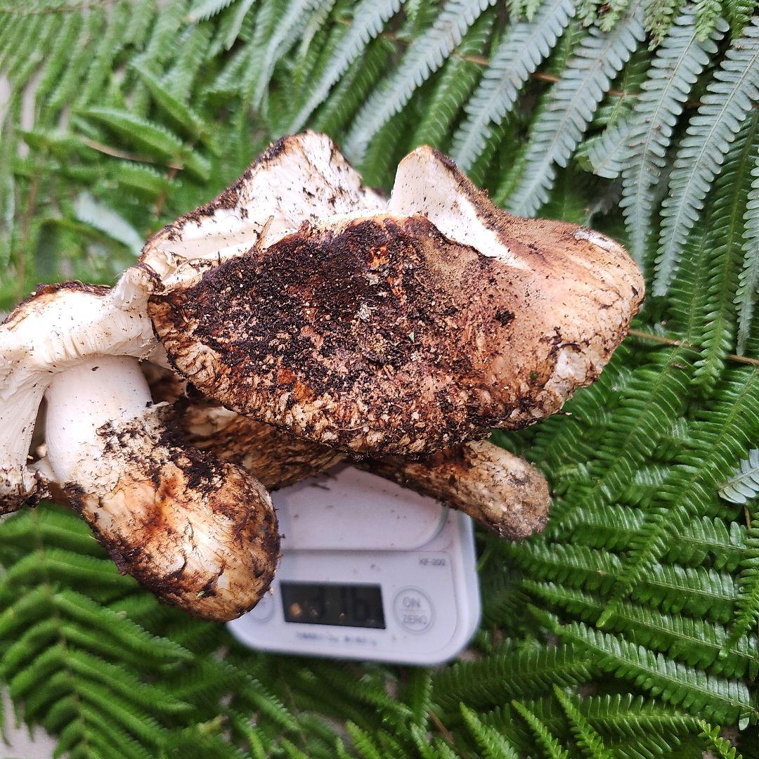 広島県産 松茸 316g