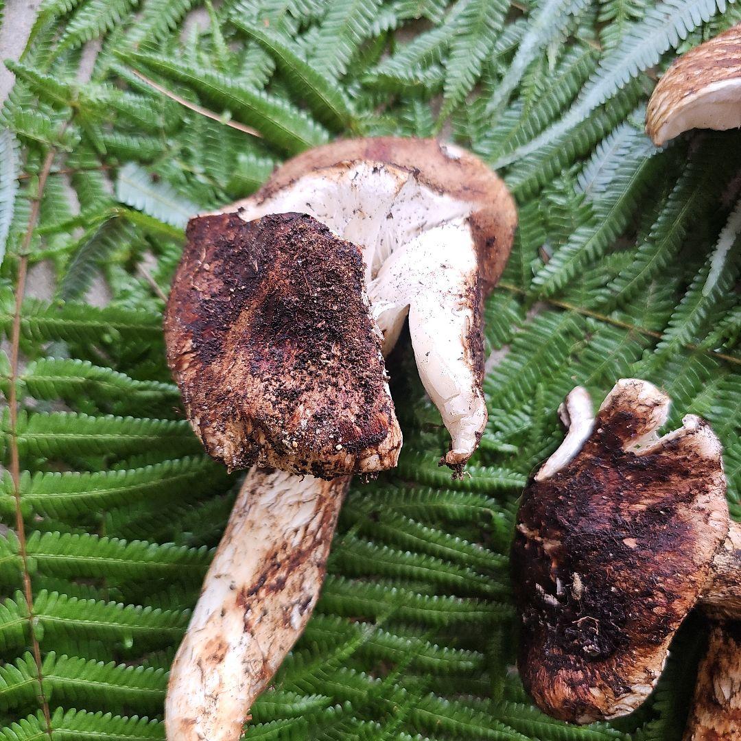 広島県産 松茸 316g