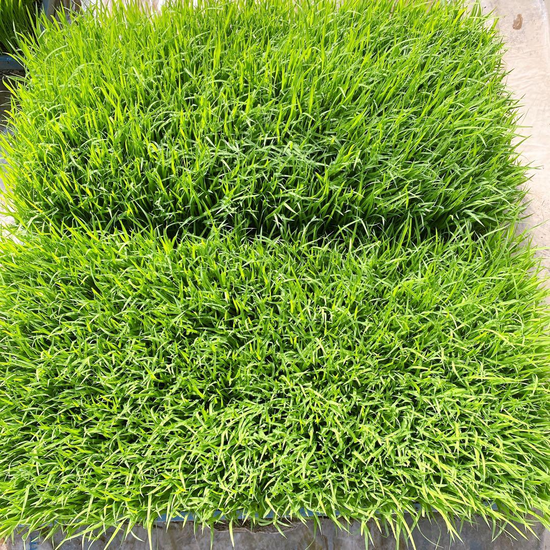 令和７年産　熊本県産　くまさんの輝き　玄米　30kg 送料込　お米　農家直送