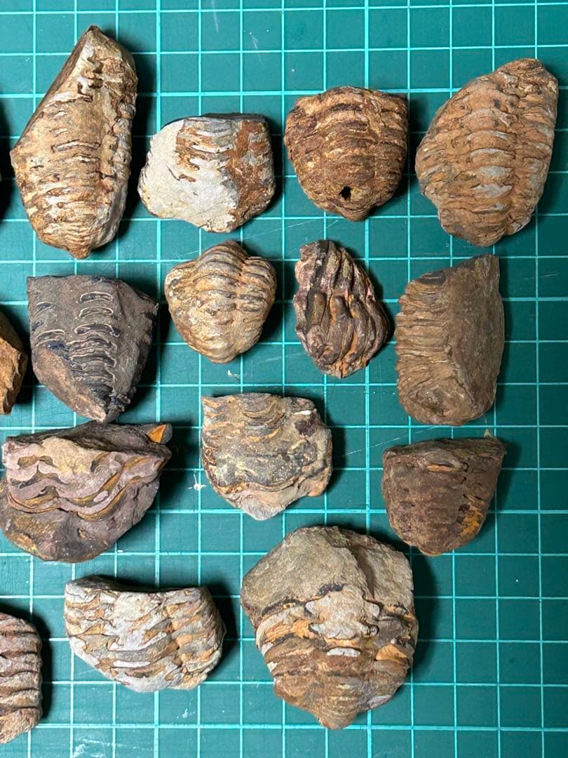 化石　三葉虫の化石