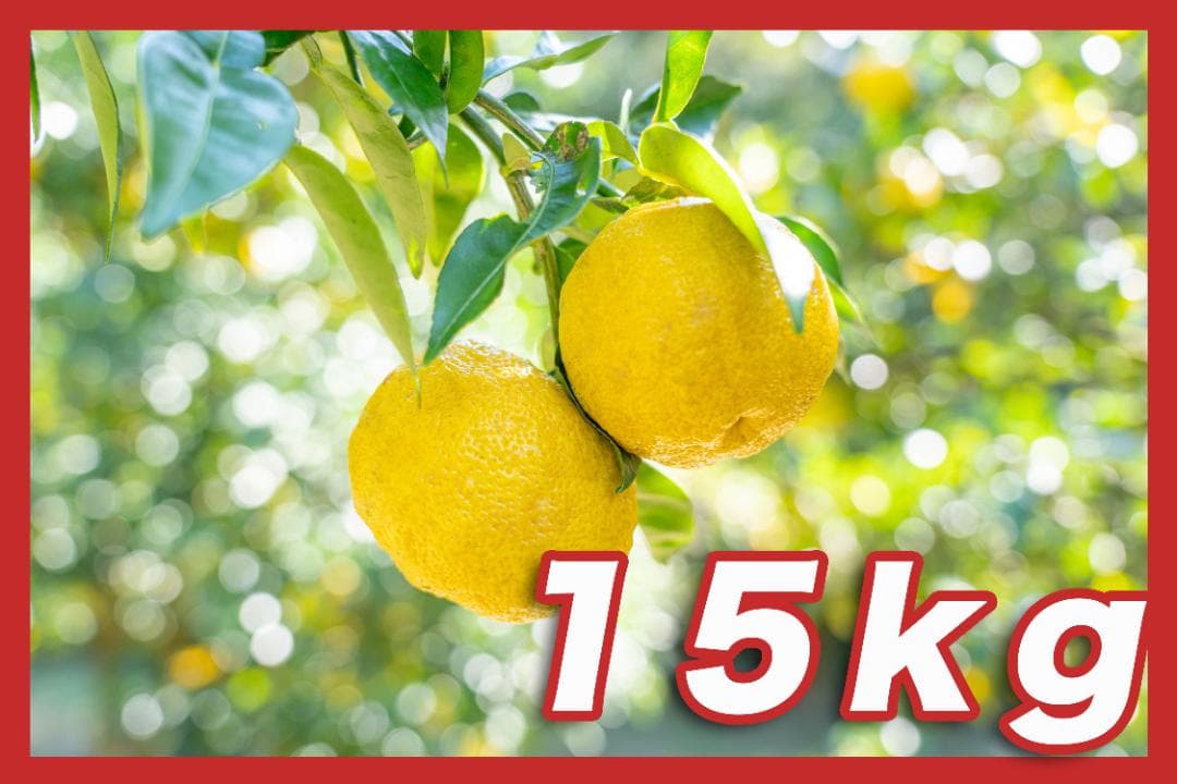 高知県産本柚子約15kg　農薬：栽培期間中不使用