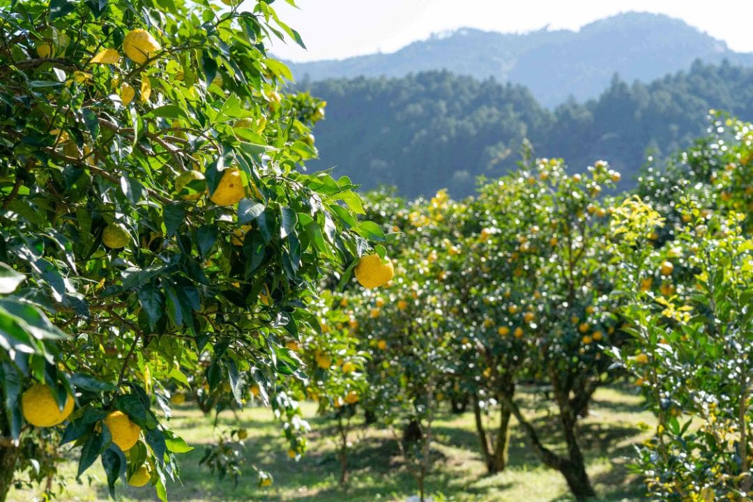 高知県産本柚子約15kg　農薬：栽培期間中不使用