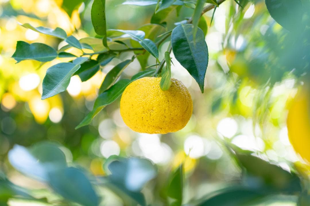 高知県産本柚子約15kg　農薬：栽培期間中不使用