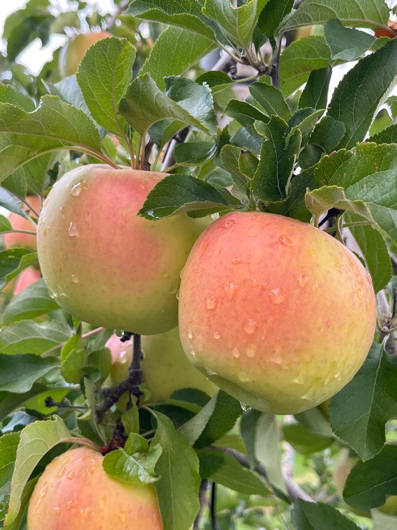 とももんページ✨10kg