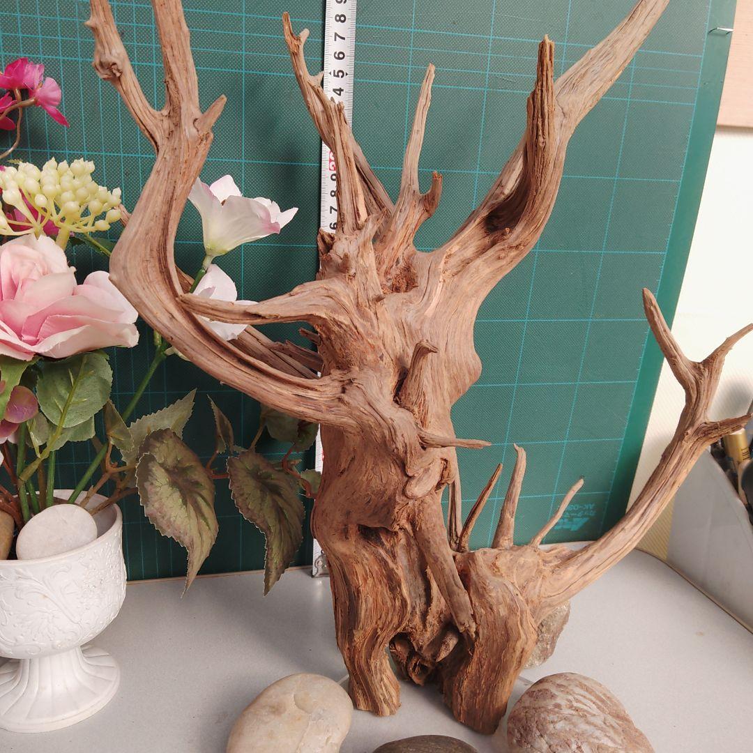 ８３１ホーンウッド灰汁抜き硬質水槽用流木 自然な枝状 約42cm964g