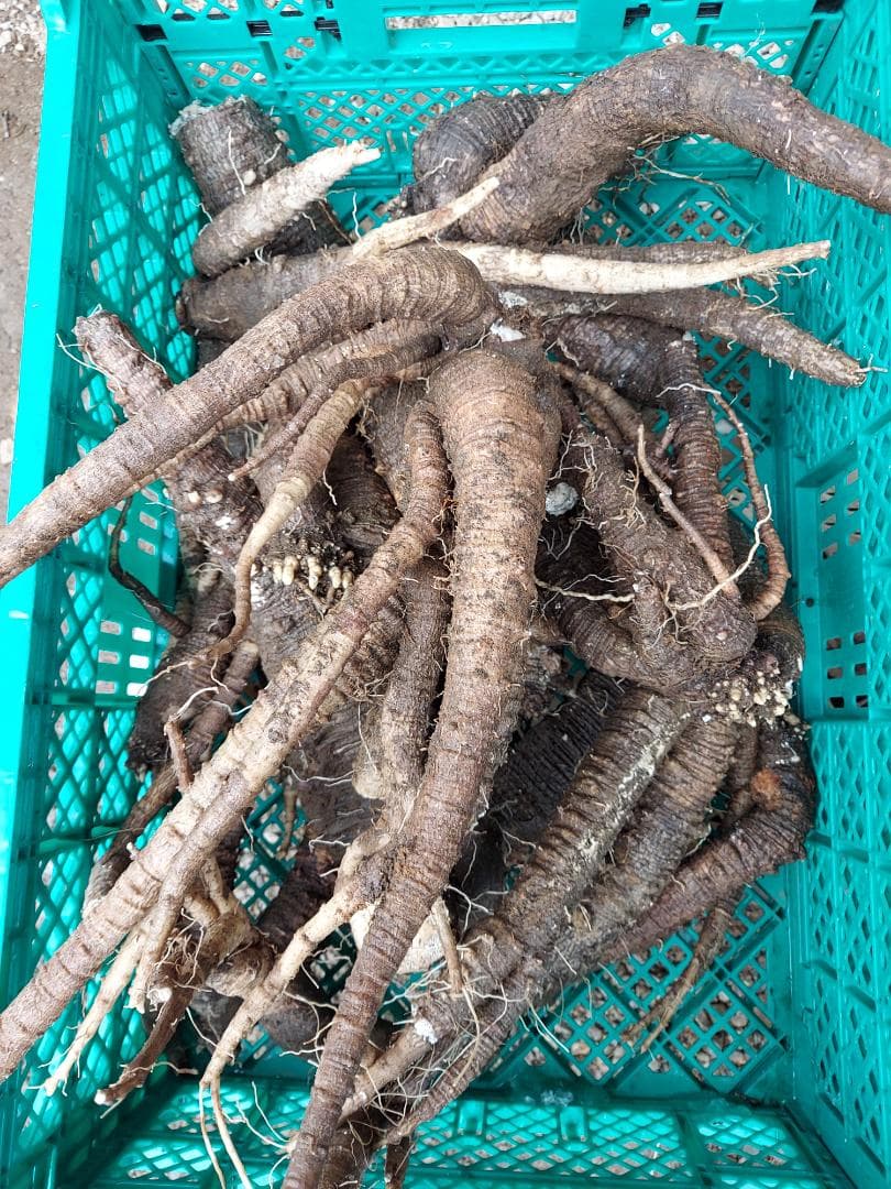 momochan.さん、専用ツルニンジン8キロ.7年物