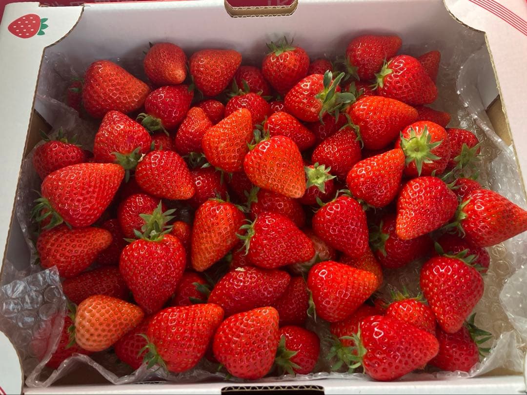 【完熟・希少】冷凍いちご よつぼし20kg（1000g×20袋）業務用、大容量