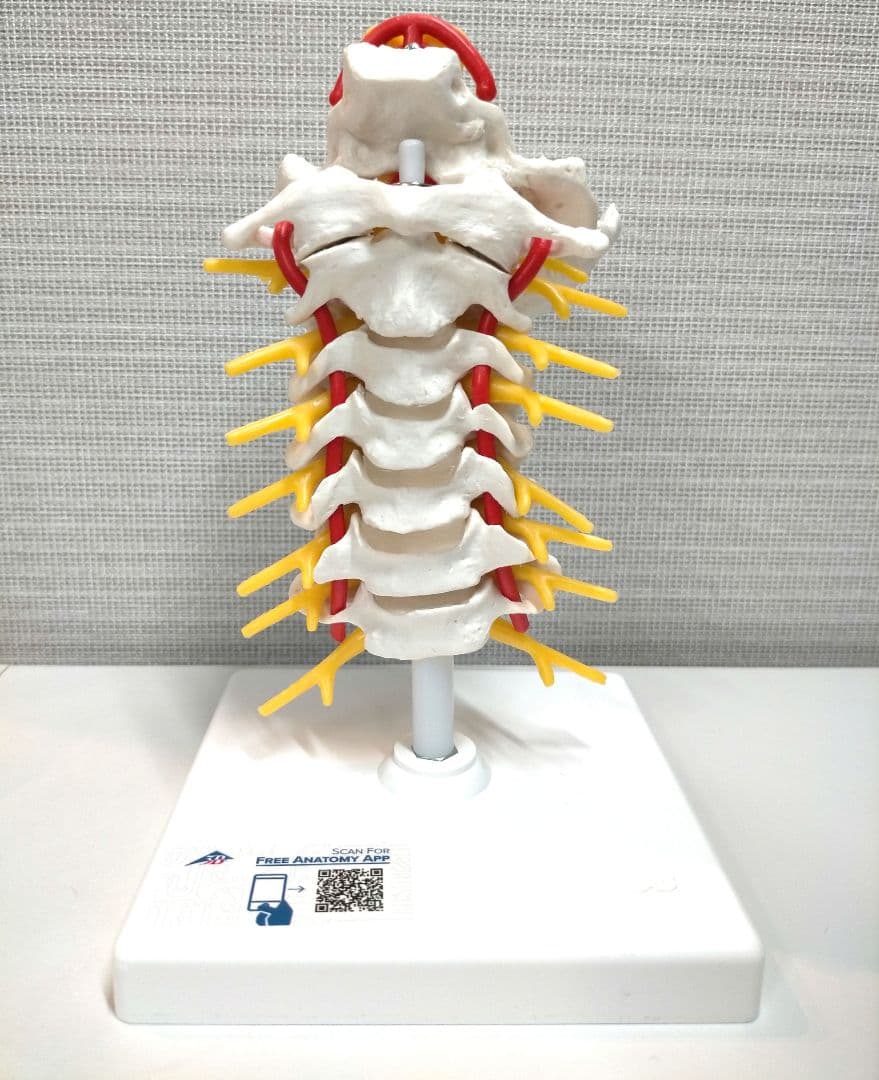 頚椎模型 頚椎モデル 3B Scientific