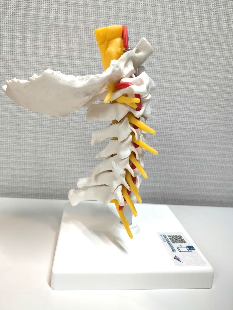 頚椎模型 頚椎モデル 3B Scientific