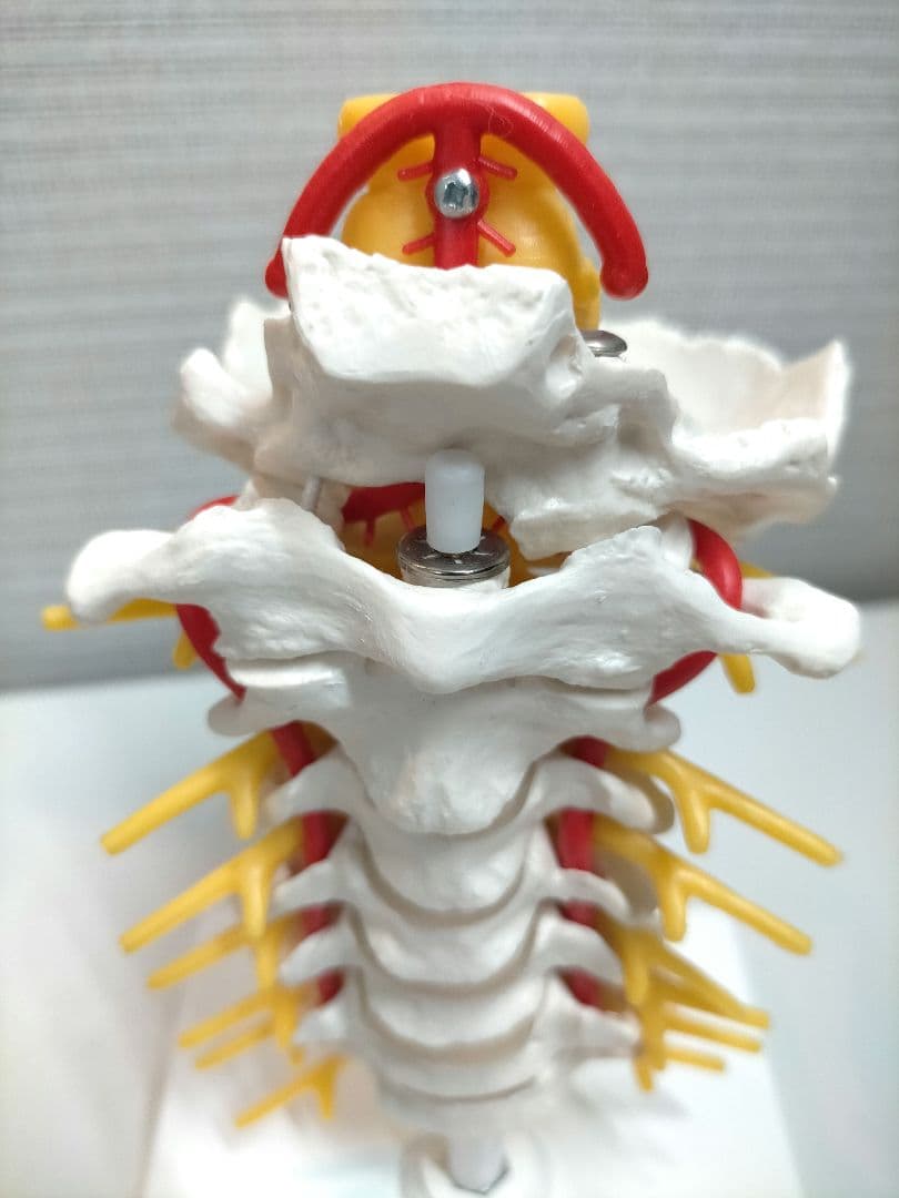 頚椎模型 頚椎モデル 3B Scientific