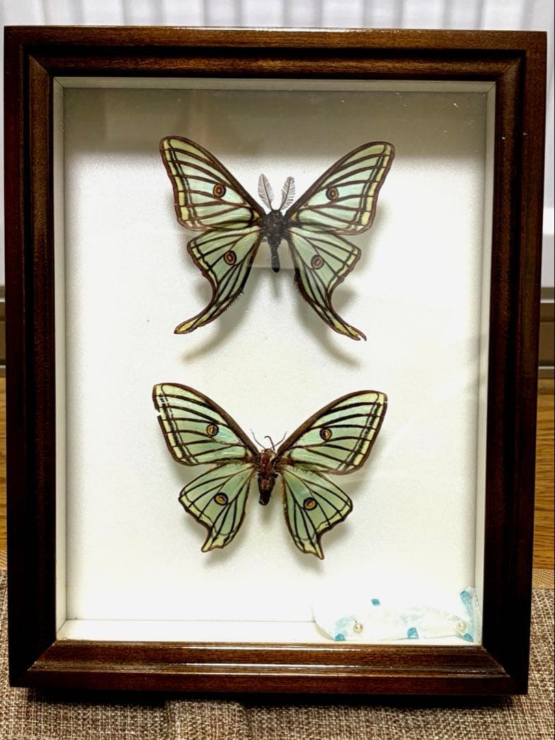 イザベラミズアオ　スペイン産　ペア　標本箱付き