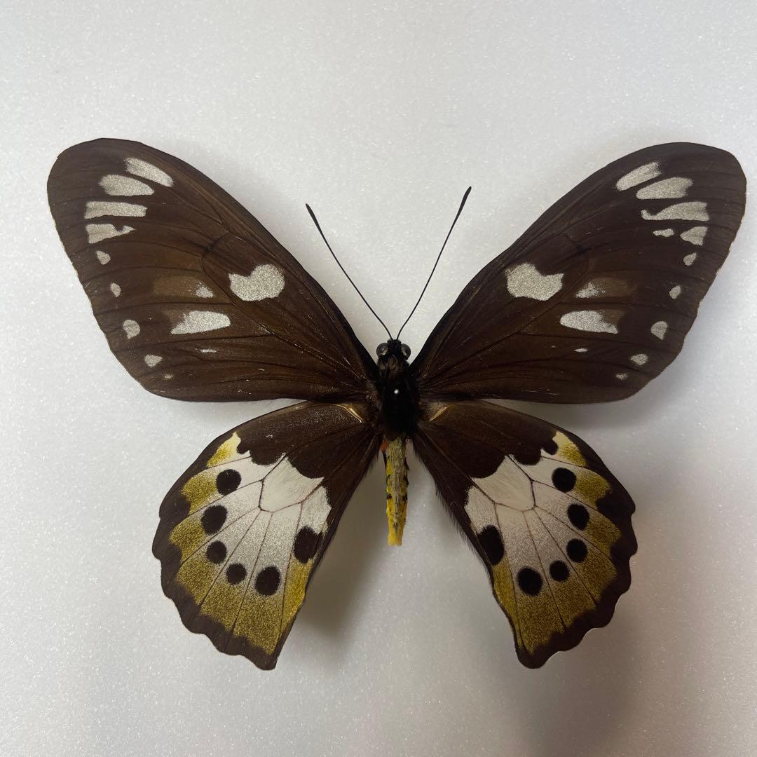 ゴクラクトリバネアゲハ♀標本