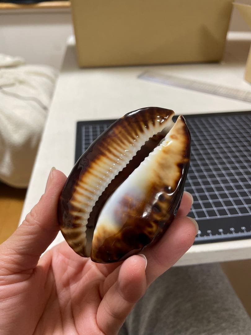 ベッコウダカラ　貝殻　標本