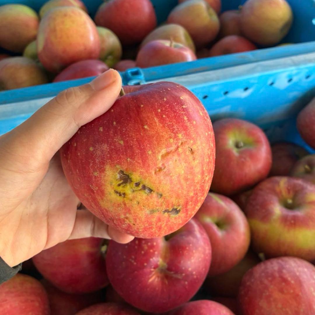 1番大特価‼️長野県産シナノスイート新鮮りんご♪家庭用新鮮採れたて！安くて甘い