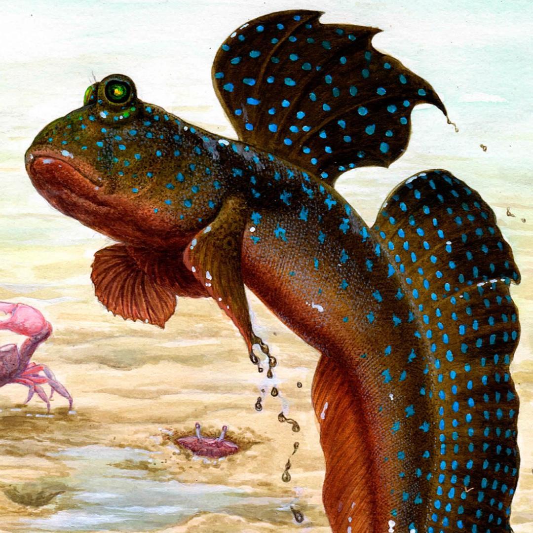 【絵画】ネイチャーアート　「ムツゴロウ」原画