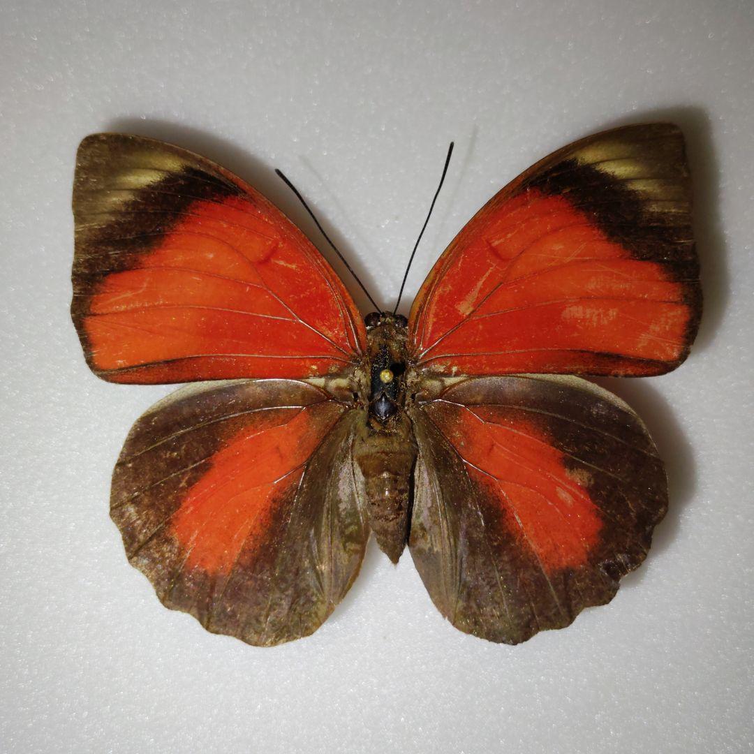 ミイロタテハ　アグリアス　蝶標本　クラウディナミイロタテハ　メス
