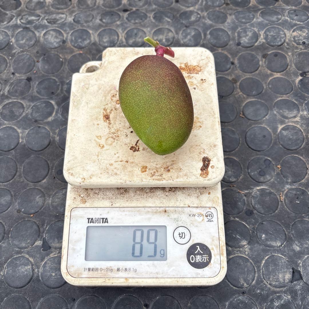 摘果マンゴー2/6❷