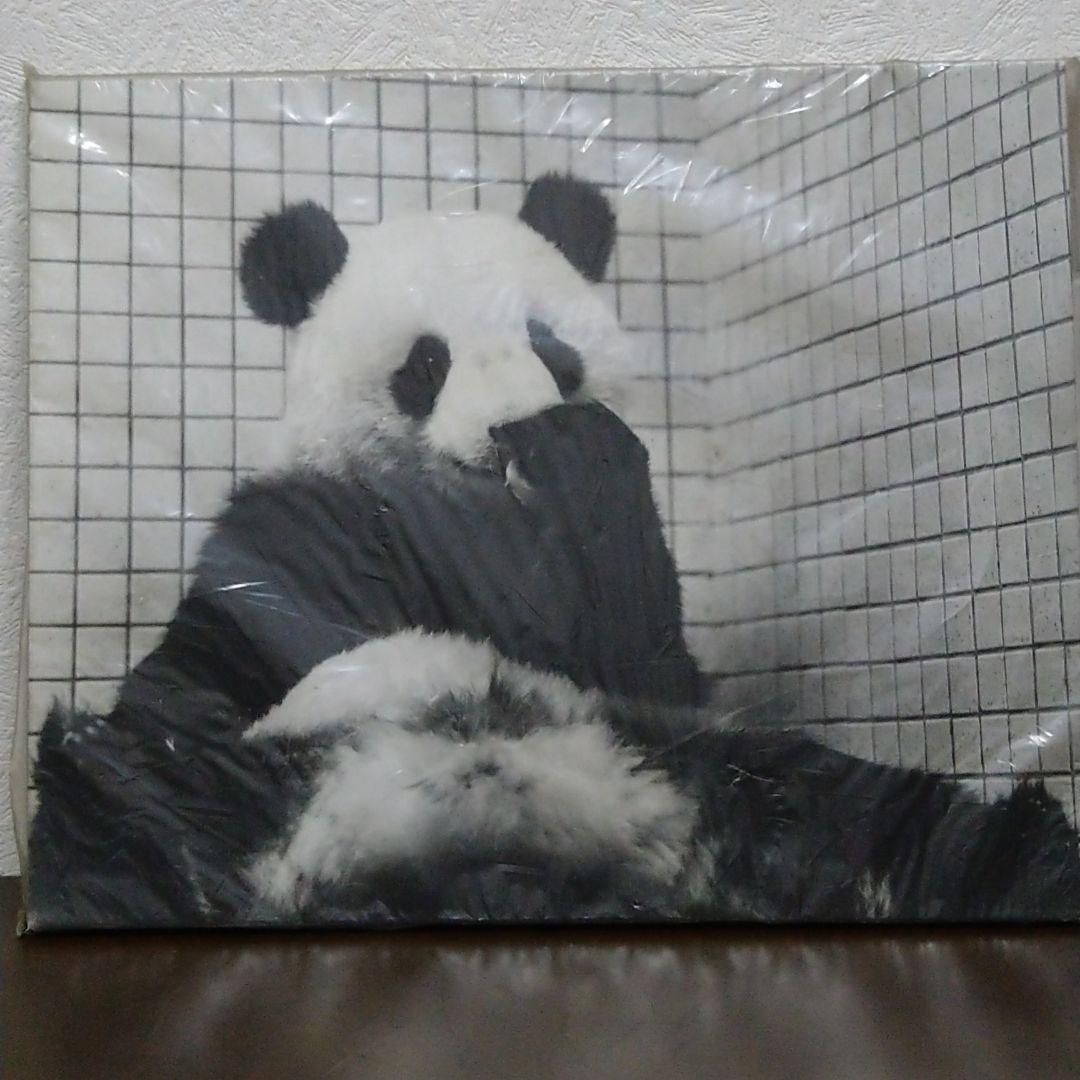 ジャイアントパンダカンカン(康康) パネル写真