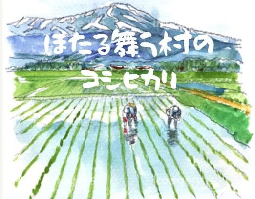 令和７年新潟産コシヒカリ　玄米20Kg 色選ずみ