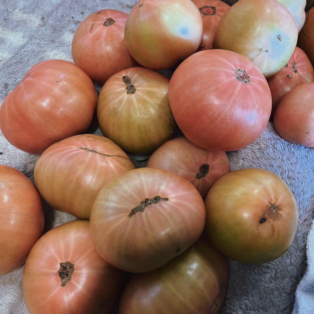 ひろです‼️3日出荷予定‼️訳ありトマト9キロ以上