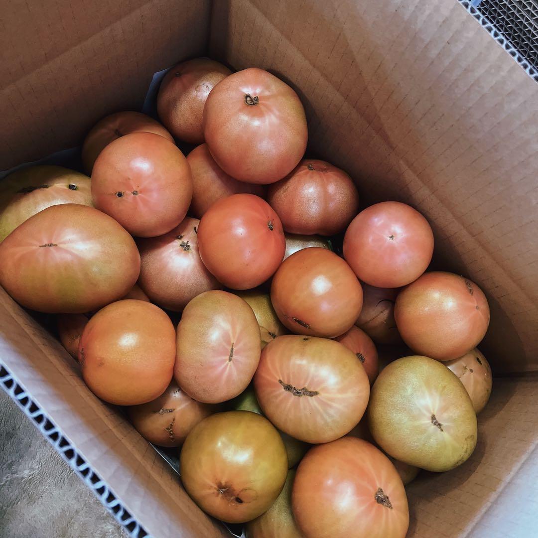 ひろです‼️3日出荷予定‼️訳ありトマト9キロ以上