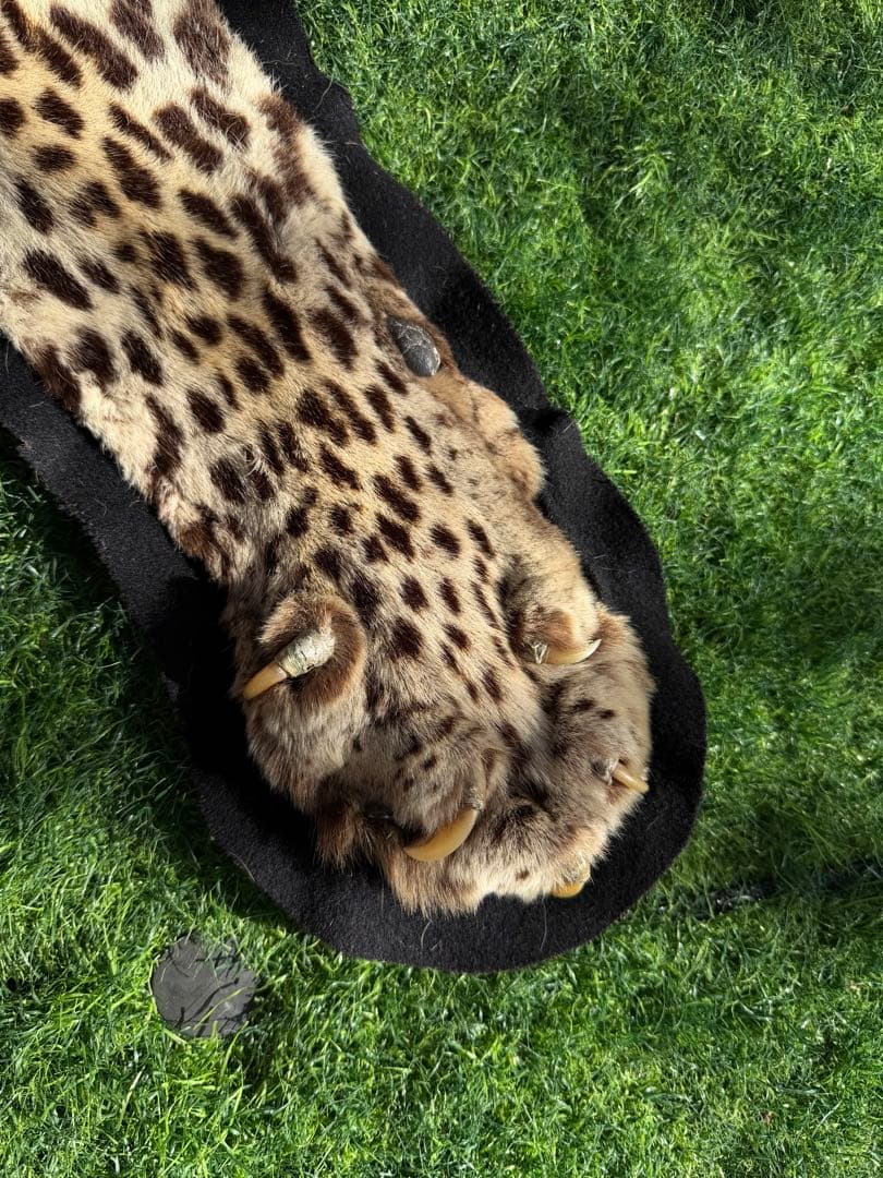 ヒョウの剥製 大型