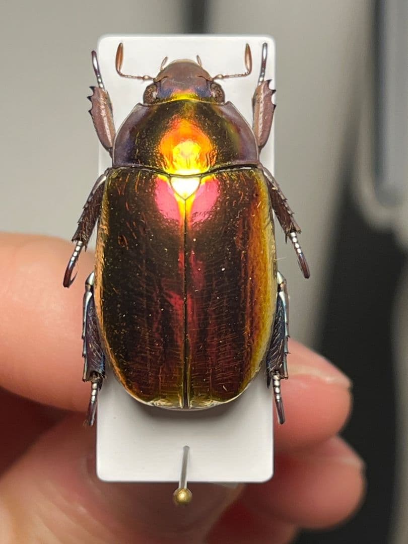 【29mm】多分クリサルギレアプラチナコガネ レッドフォーム標本